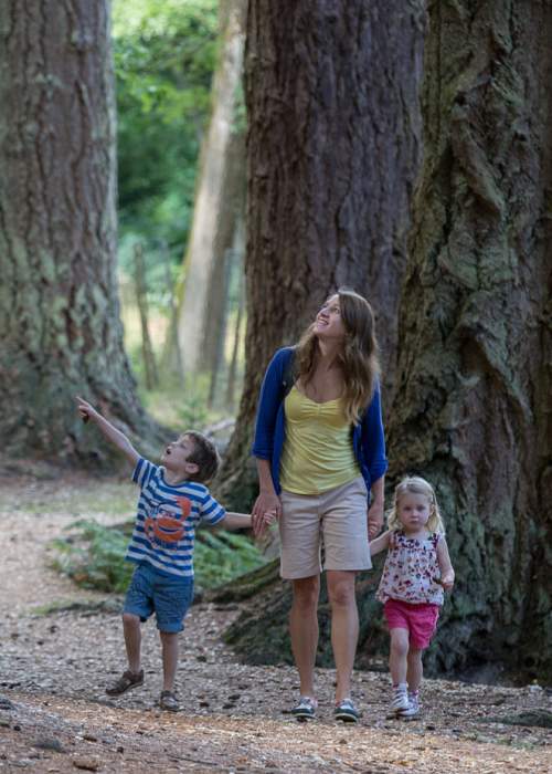 Family walking in woodland in the New Forest