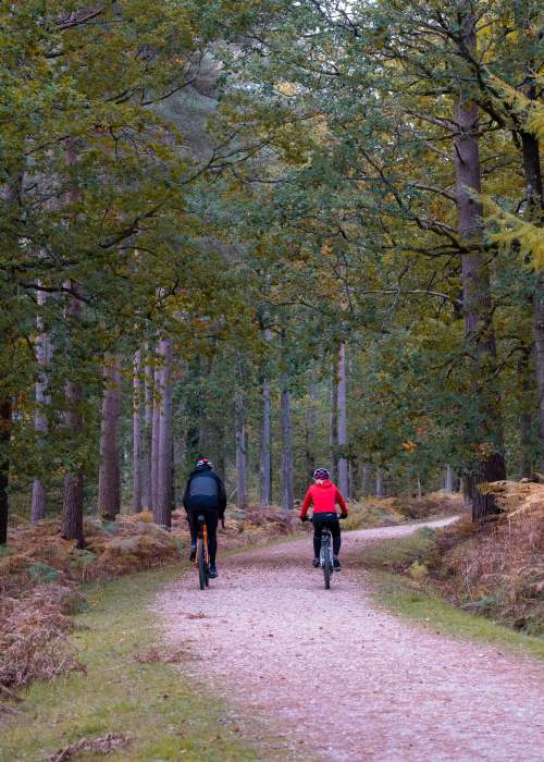 Two people cycling in the New Forest during the autumn - Cycling