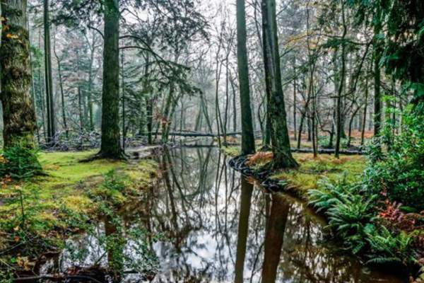 Blackwater: Tall Trees Arboretum Link