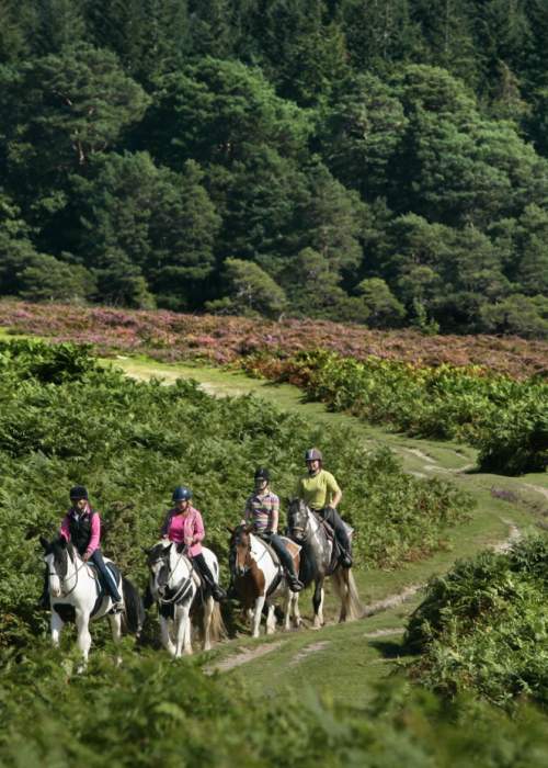 Horse Riding through heathland in the summer in the New Forest